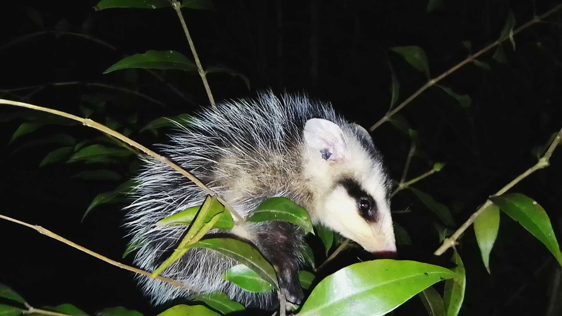 Image of White-eared Opossum