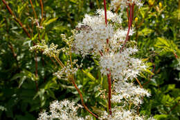 Image of Meadowsweet