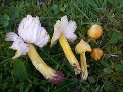 Image de Hygrocybe citrinovirens (J. E. Lange) Jul. Schäff. 1947