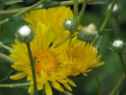 Imagem de Grindelia chiloensis (Cornel.) Cabrera