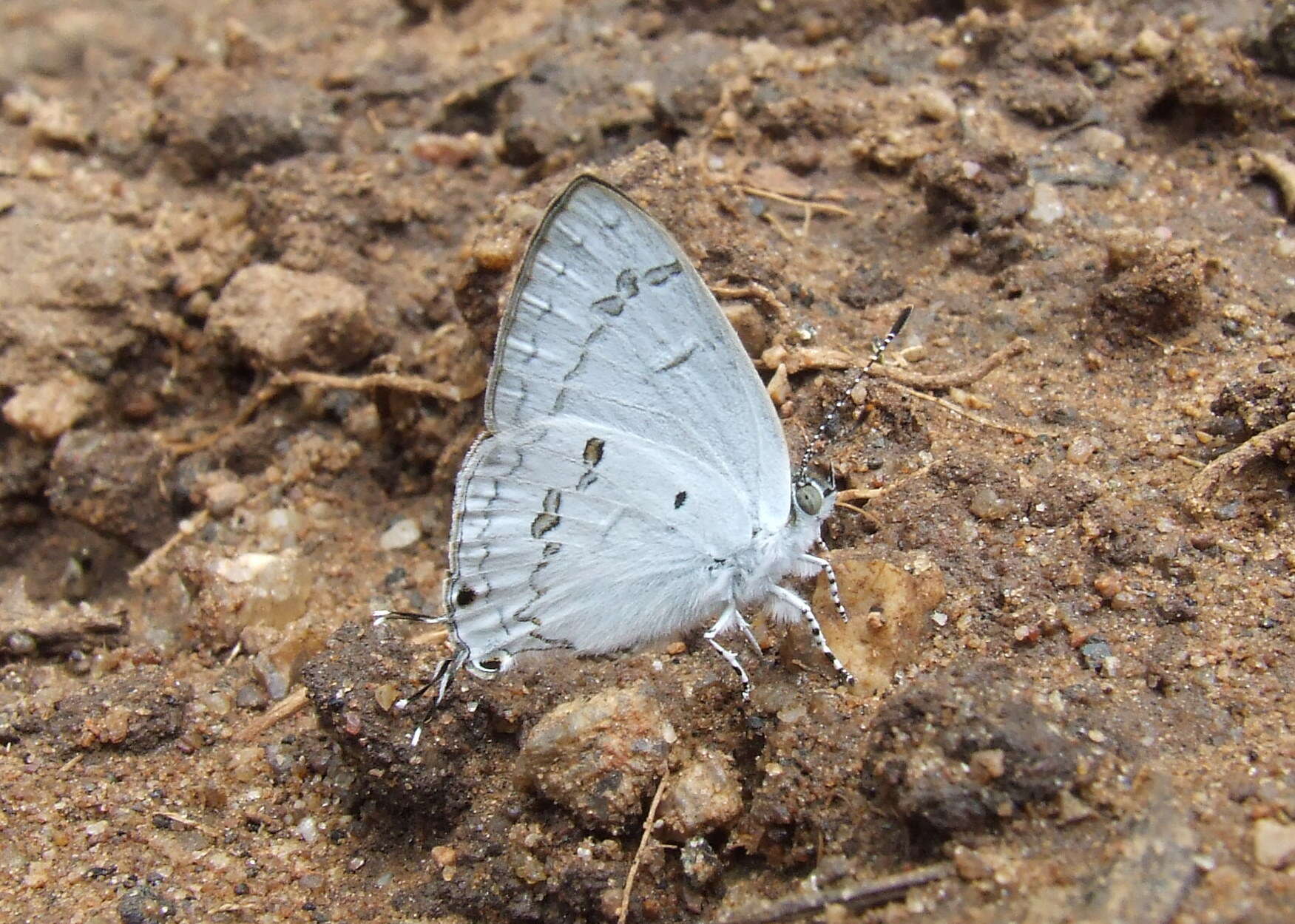 Слика од Hypolycaena nilgirica