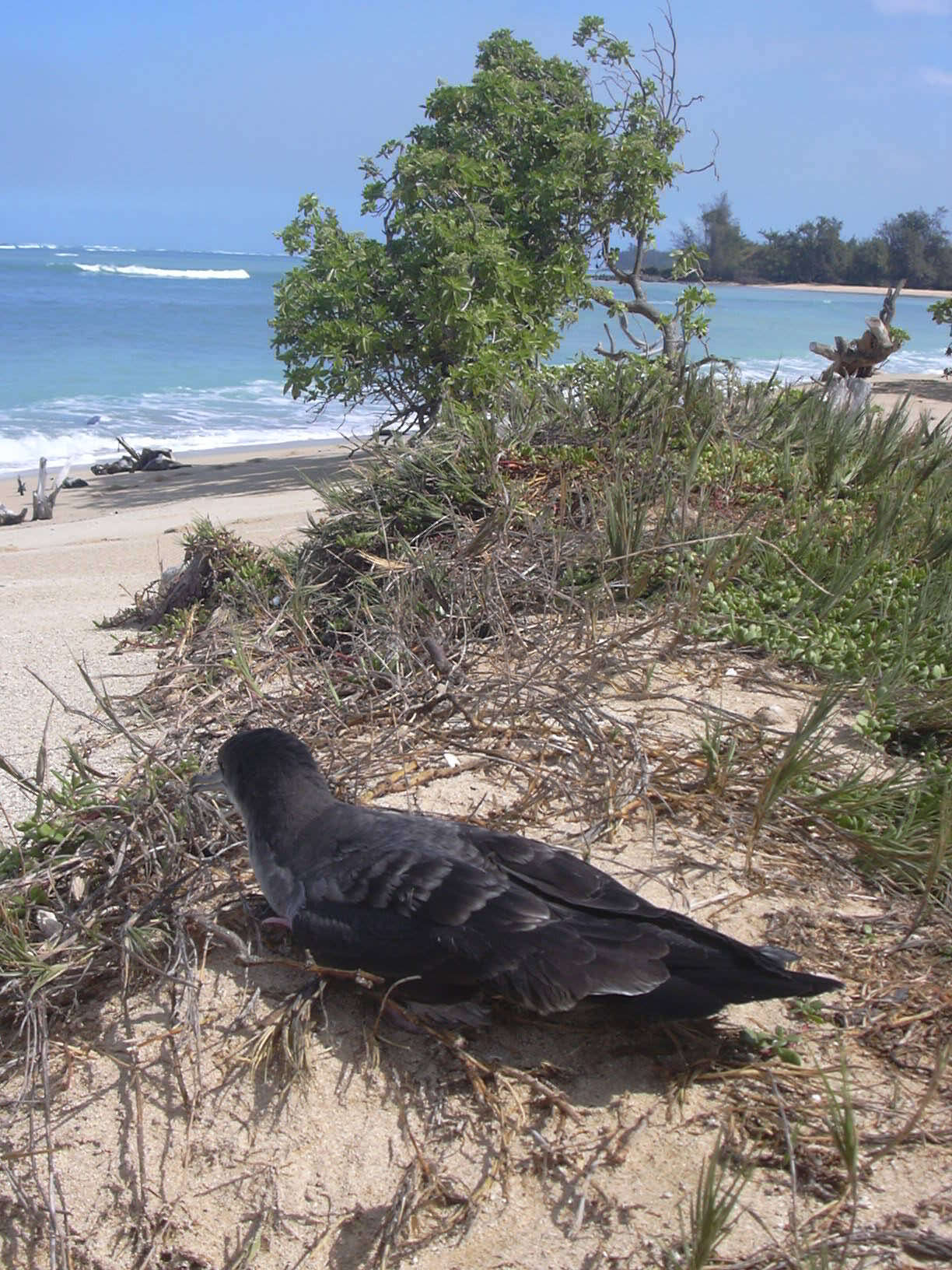 Image of Wedge-tailed Shearwater