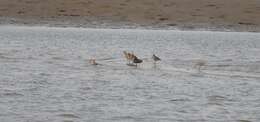 Image of Marbled Godwit