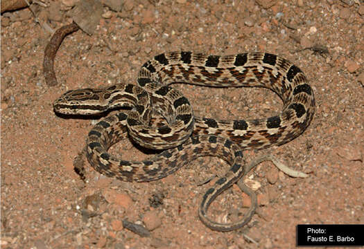 Image of Tropidodryas striaticeps (Cope 1870)