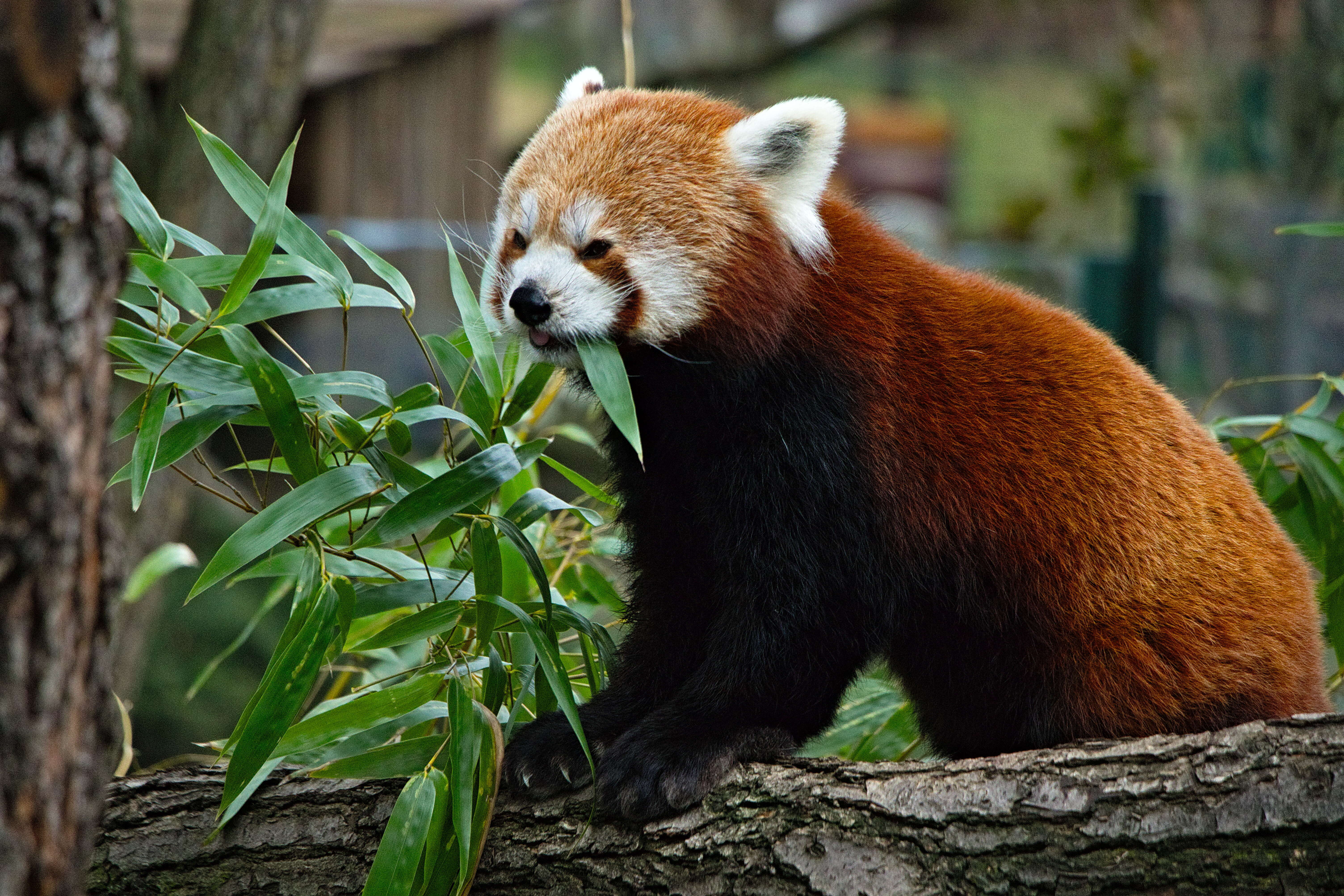 Image of red pandas