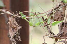 Imagem de Thunbergia fragrans Roxb.