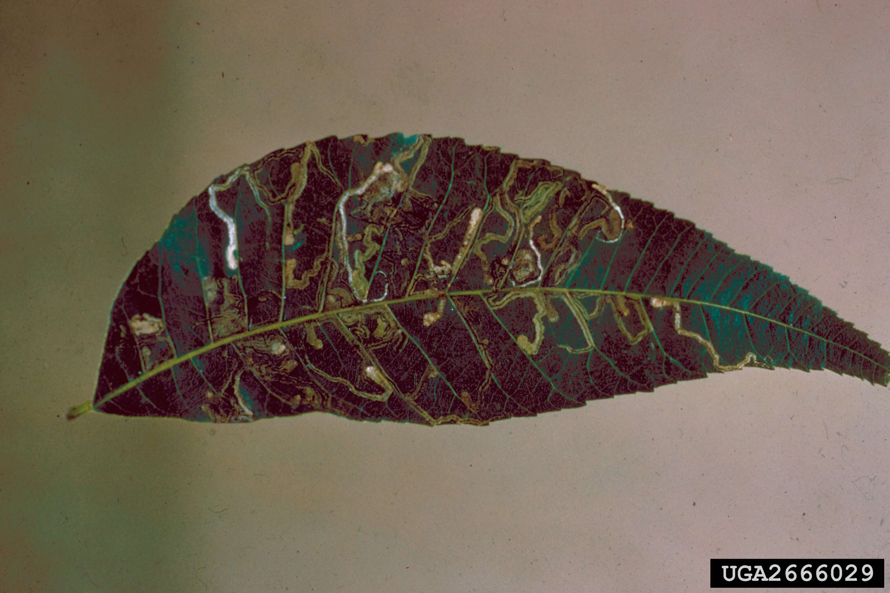 Image of Pecan Serpentine Leafminer Moth