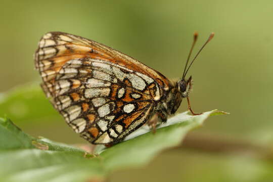 Image of Melitaea athalia