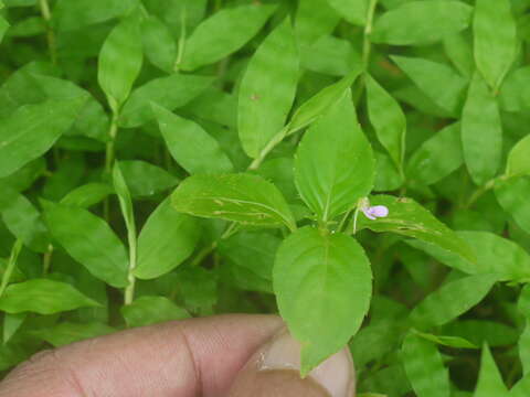 Image of Impatiens minor (DC.) S. S. R. Bennet