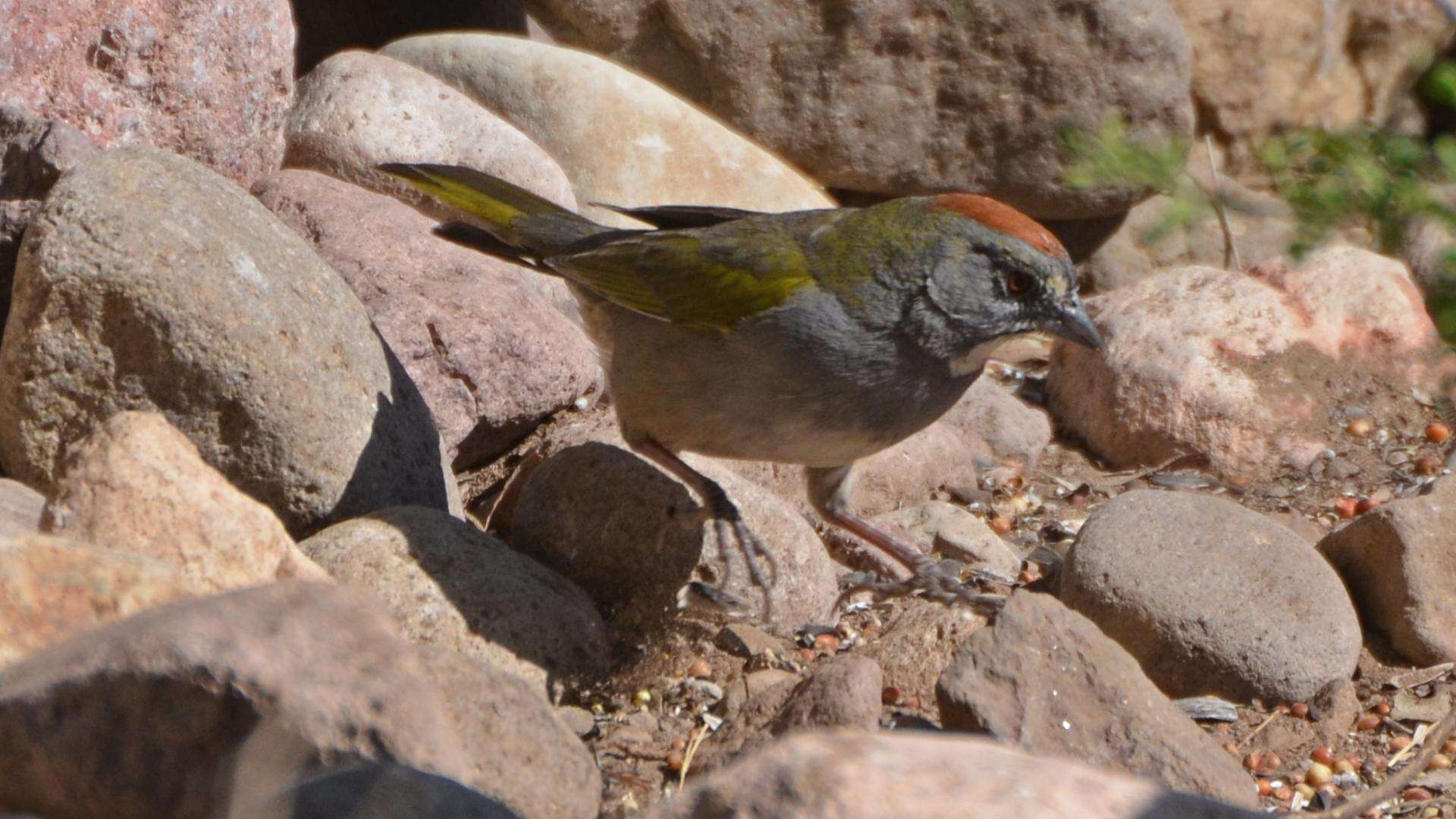 Слика од Pipilo chlorurus (Audubon 1839)