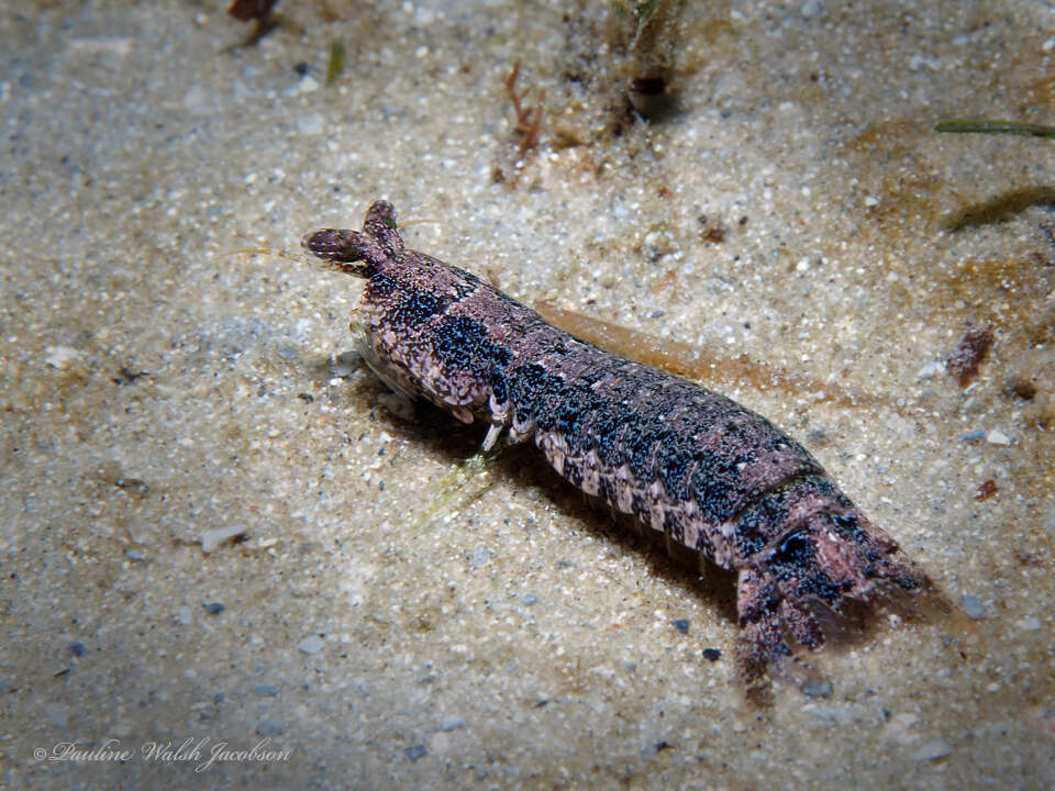 Sivun Pseudosquilla ciliata kuva