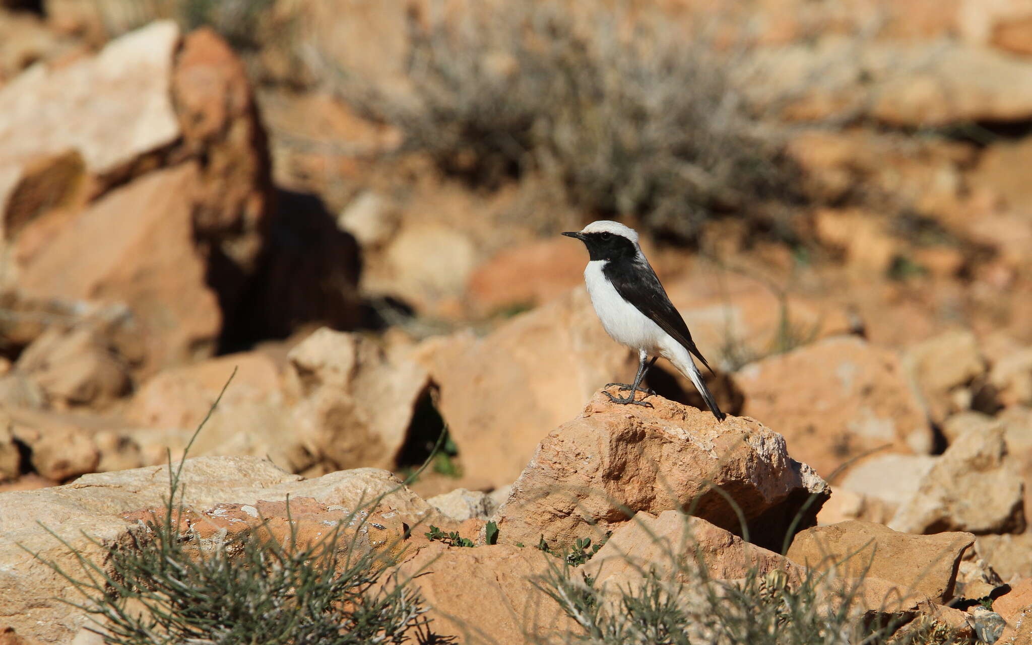 Image of Oenanthe halophila