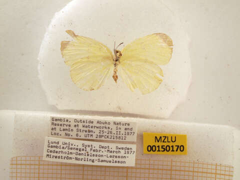 Image of Eurema hapale (Mabille 1882)