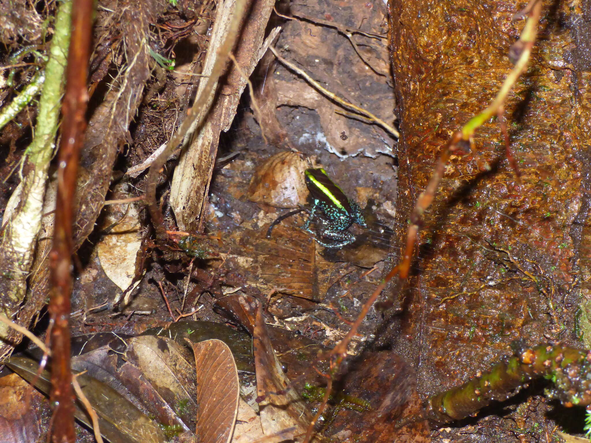 Image of Kokoe Poison Frog