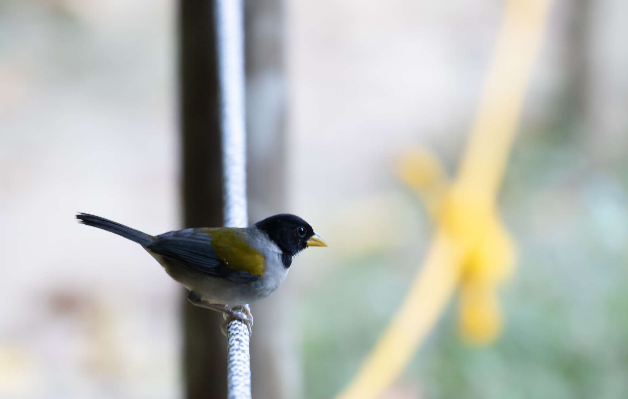 Image of Golden-winged Sparrow