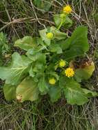 Image of adobe snakeroot