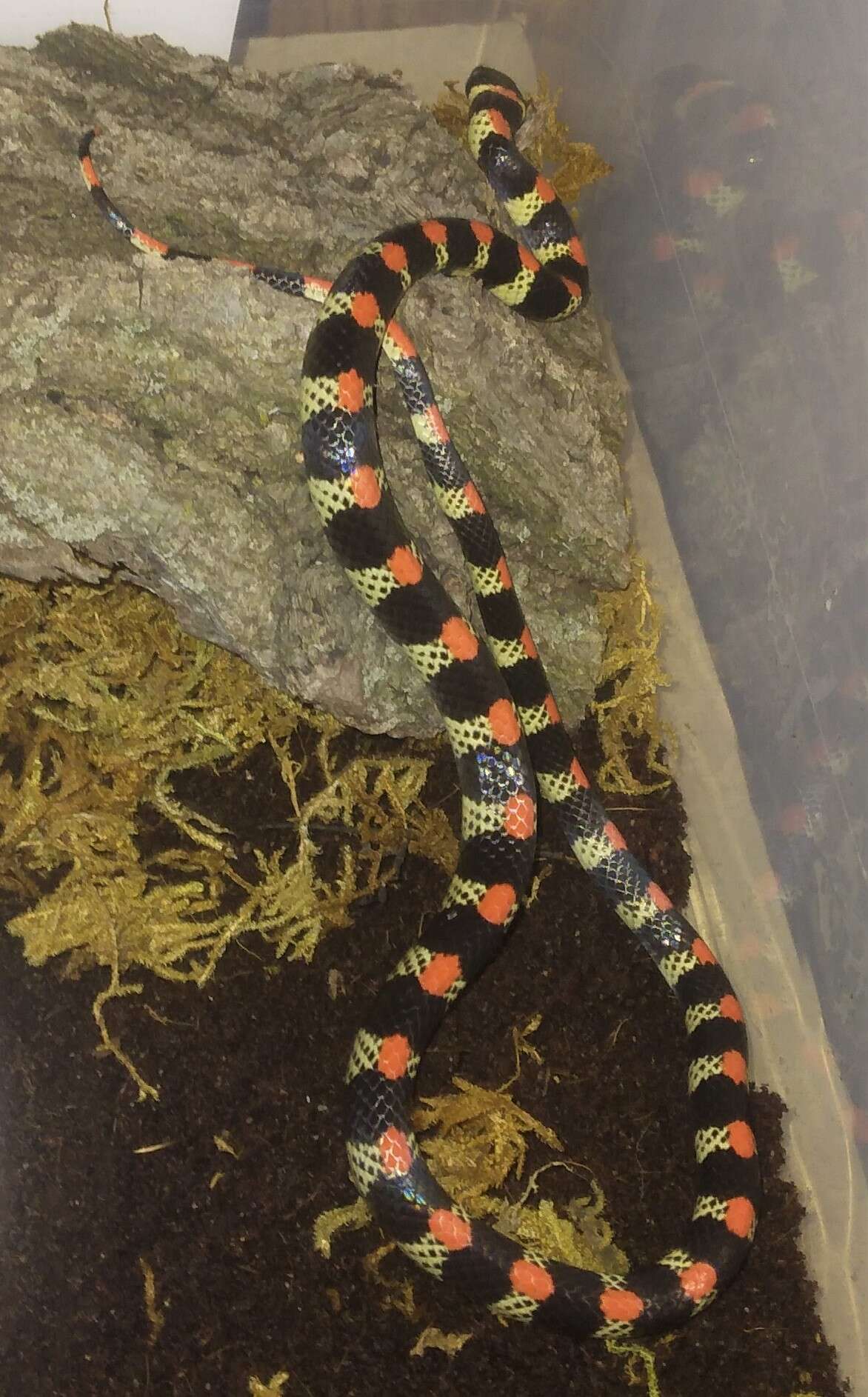 Image of Black-banded Snake