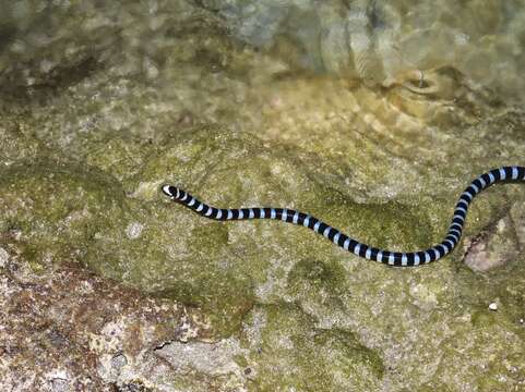 Image of Blackbanded Sea Krait