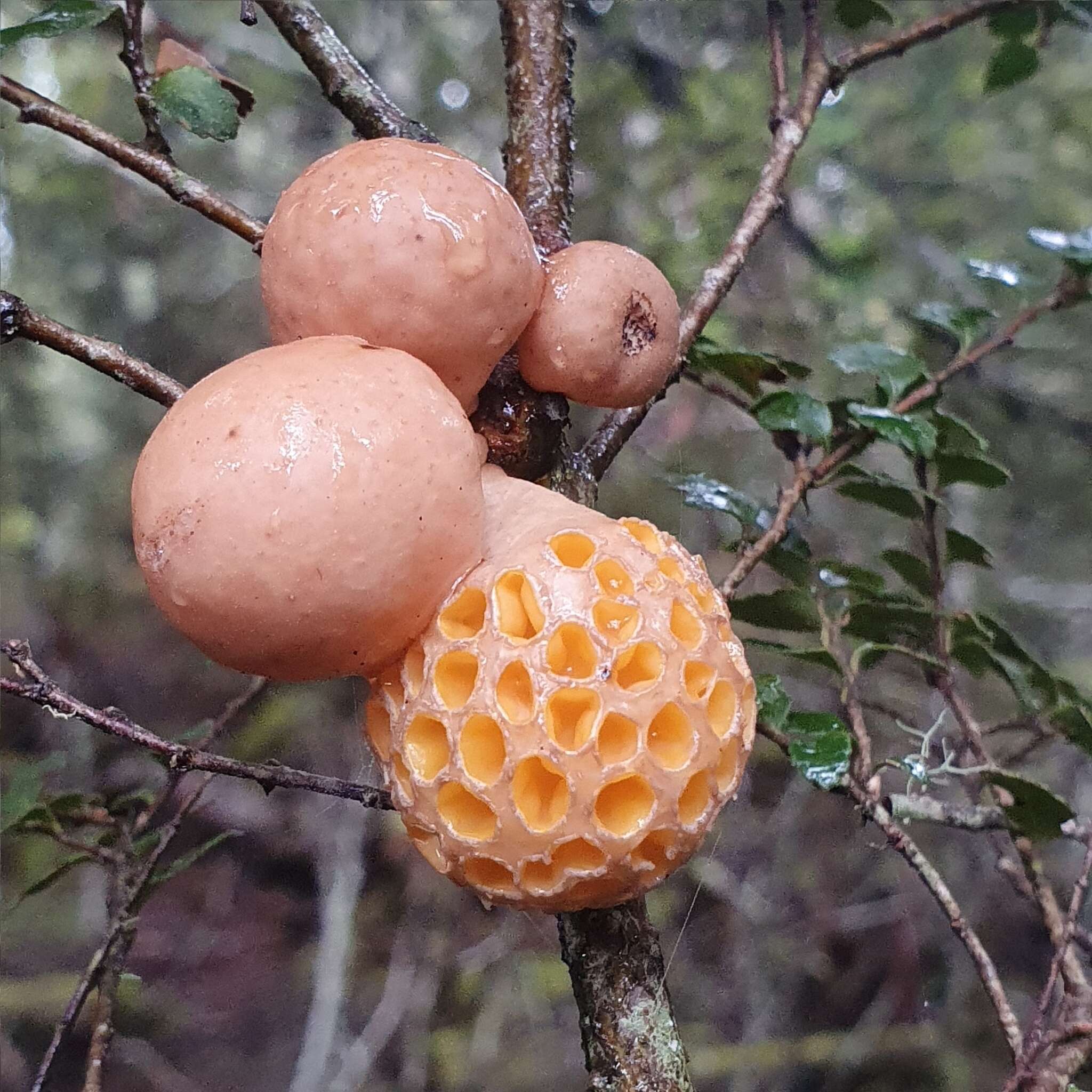 Image de Cyttaria gunnii Berk. 1847