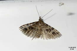 Image of twenty-plume moth