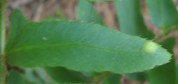 Image of Taphrina polystichi Mix 1938