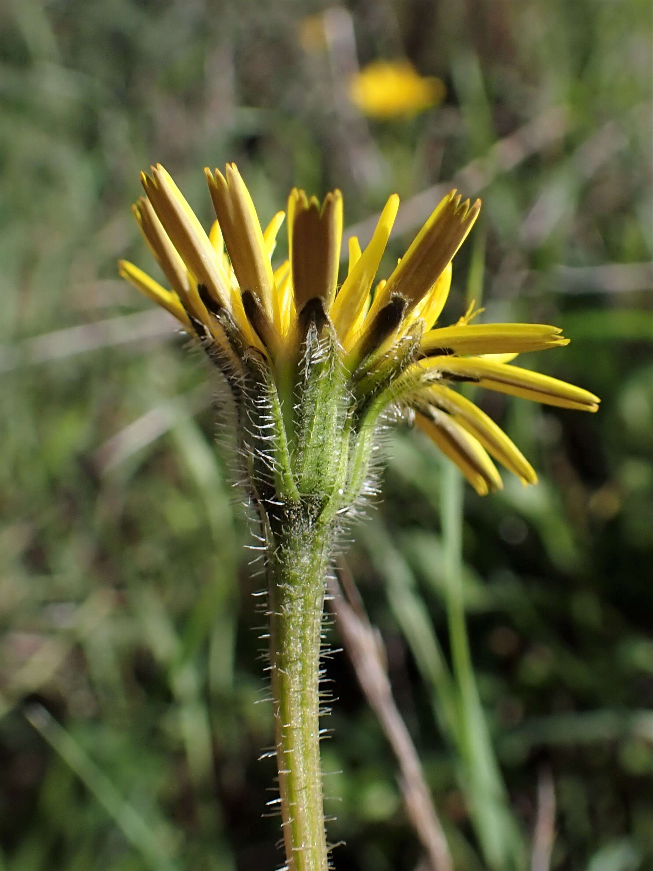 Image of Leontodon tuberosus L.