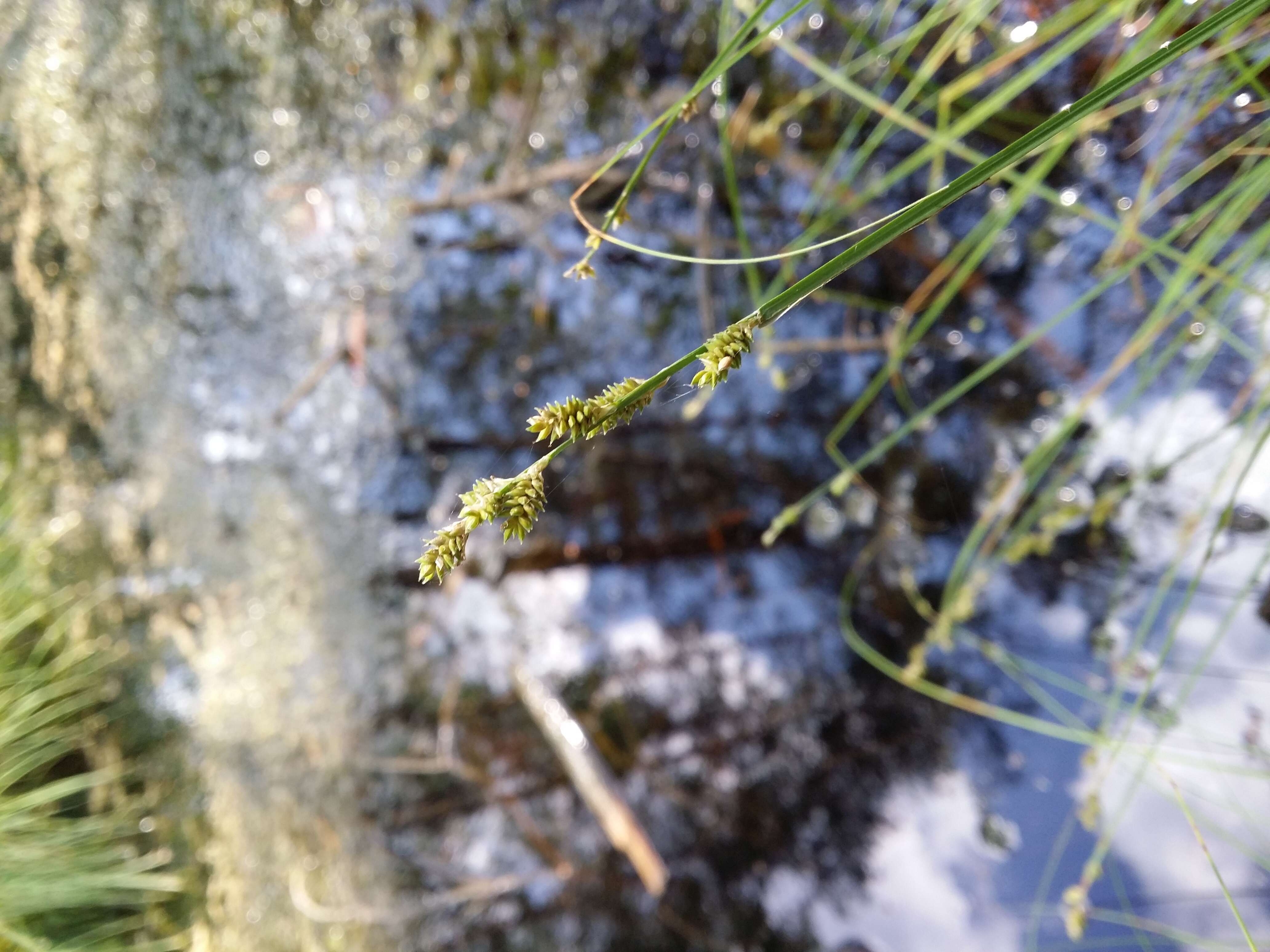 Image of Gray Bog Sedge