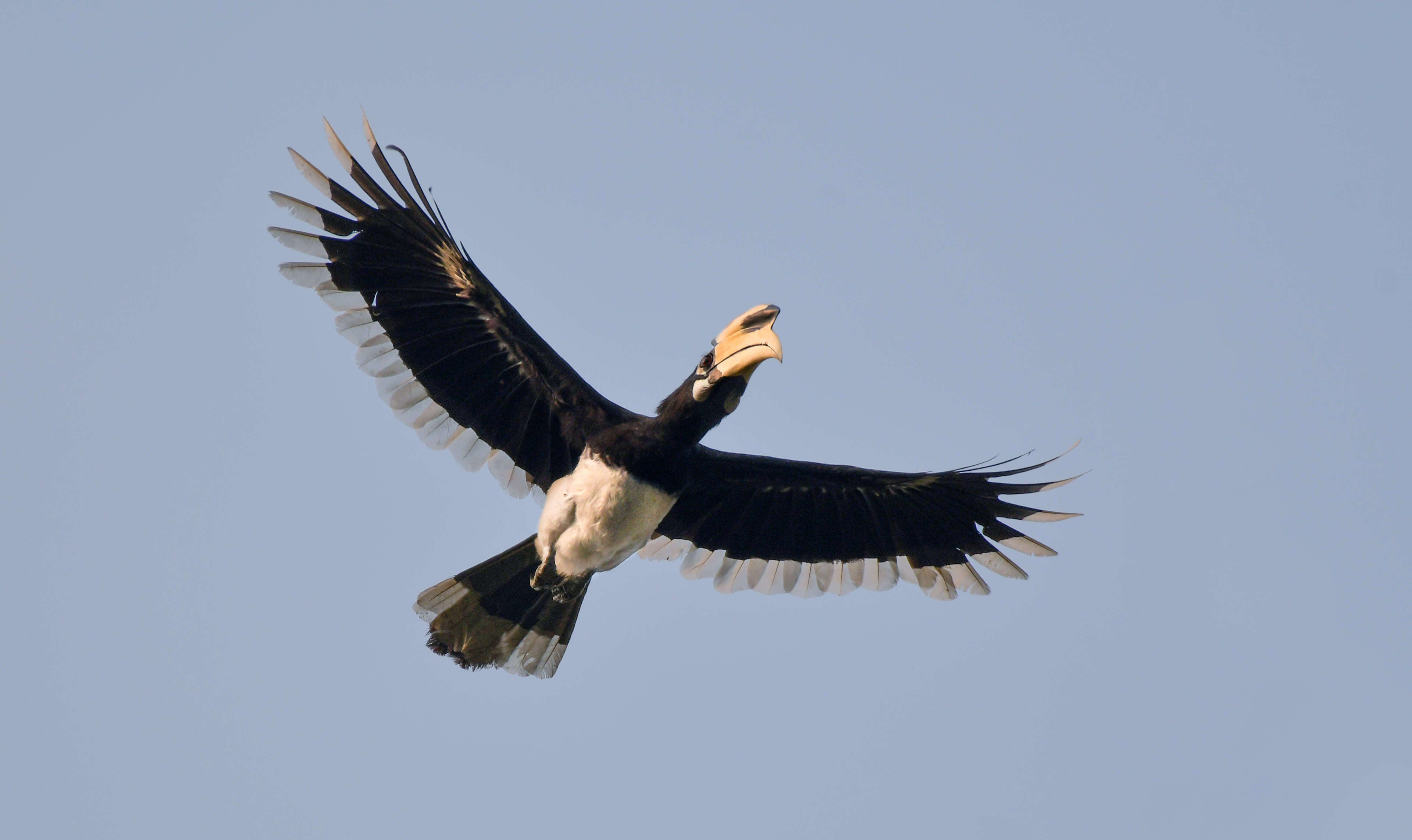 Image of Oriental Pied Hornbill