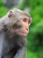 Image of Taiwan macaque