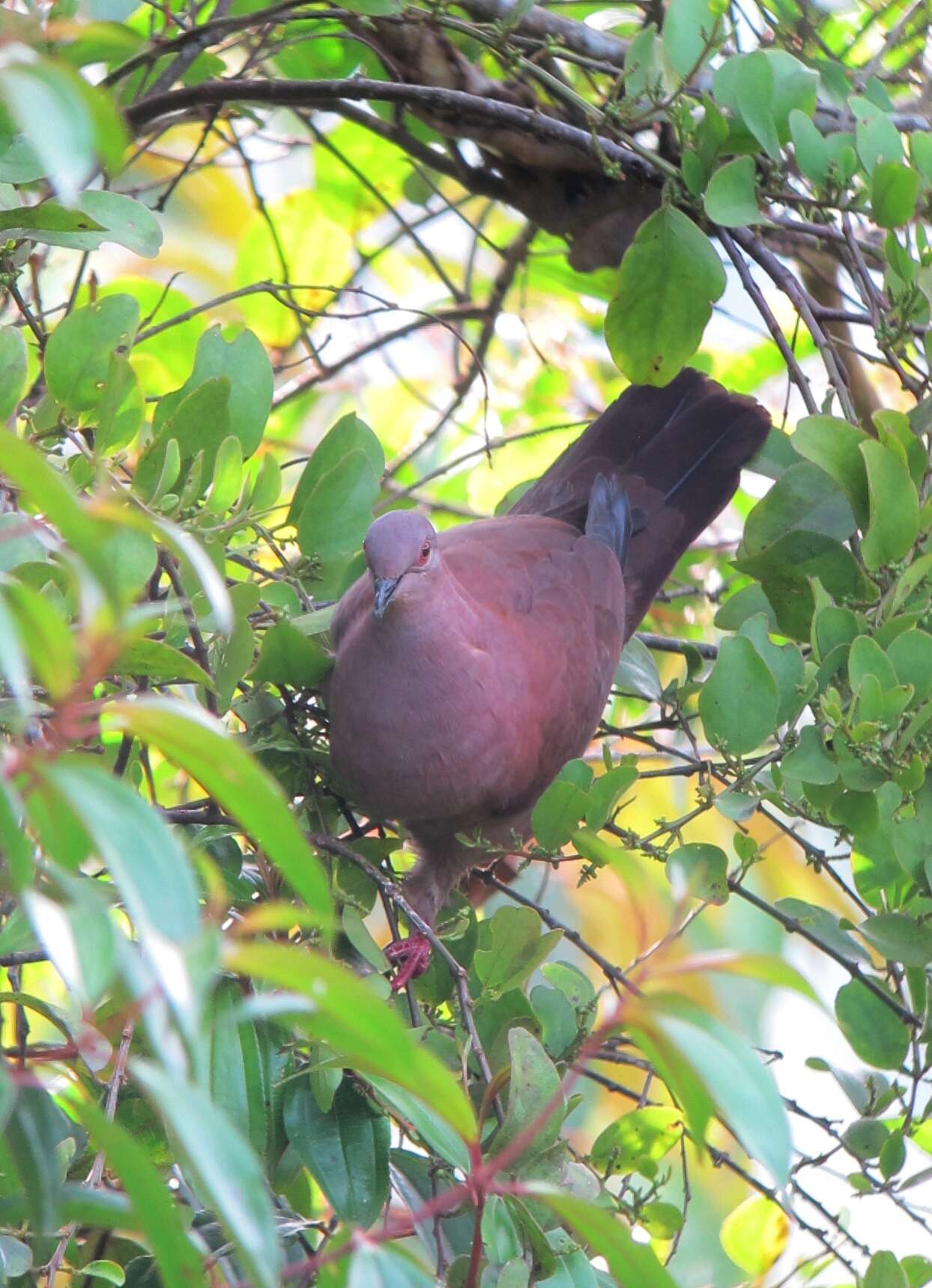 Image of Ruddy Pigeon