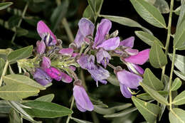 Image of Cork bush