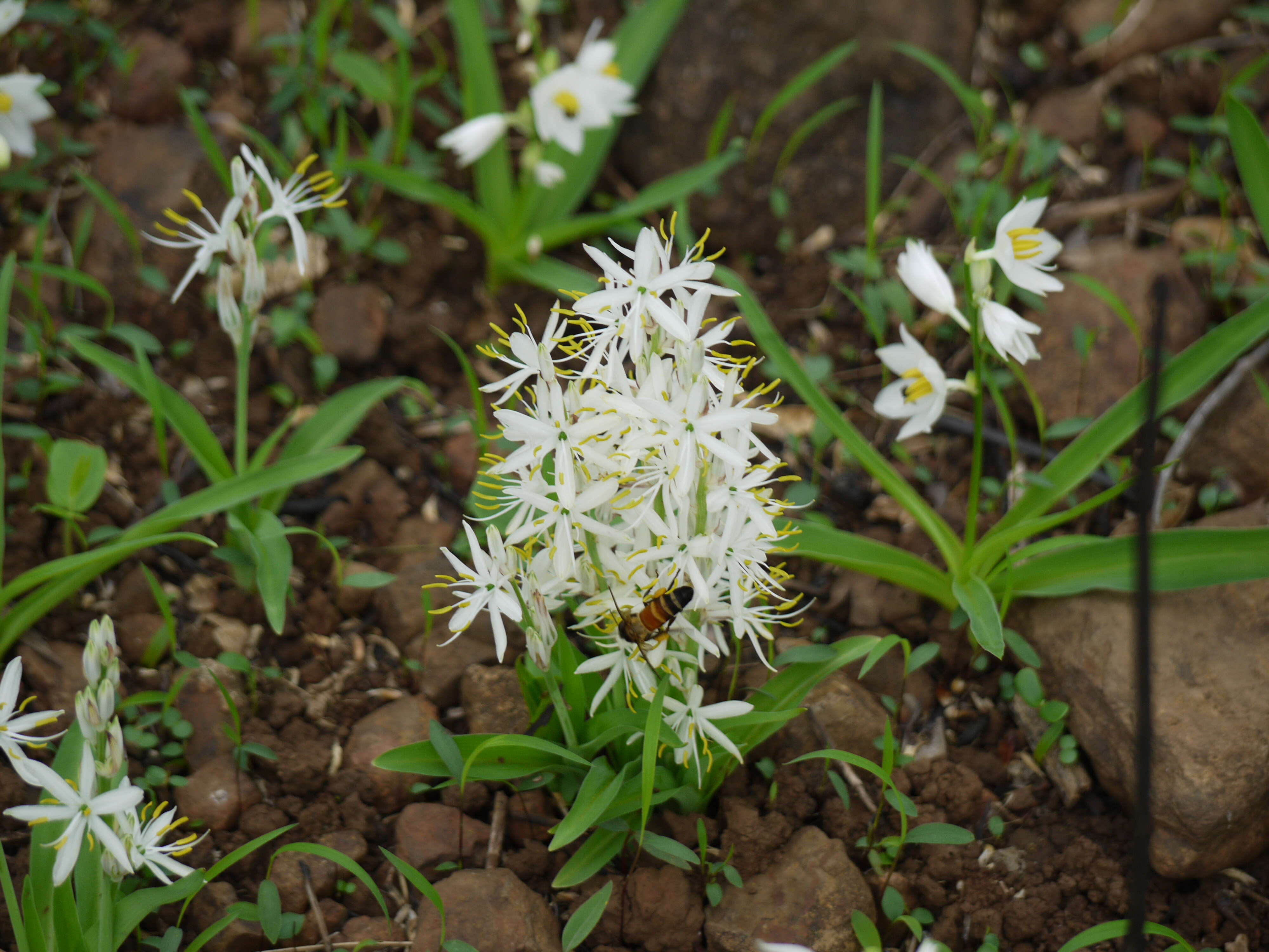 Image of Chlorophytum borivilianum Santapau & R. R. Fern.