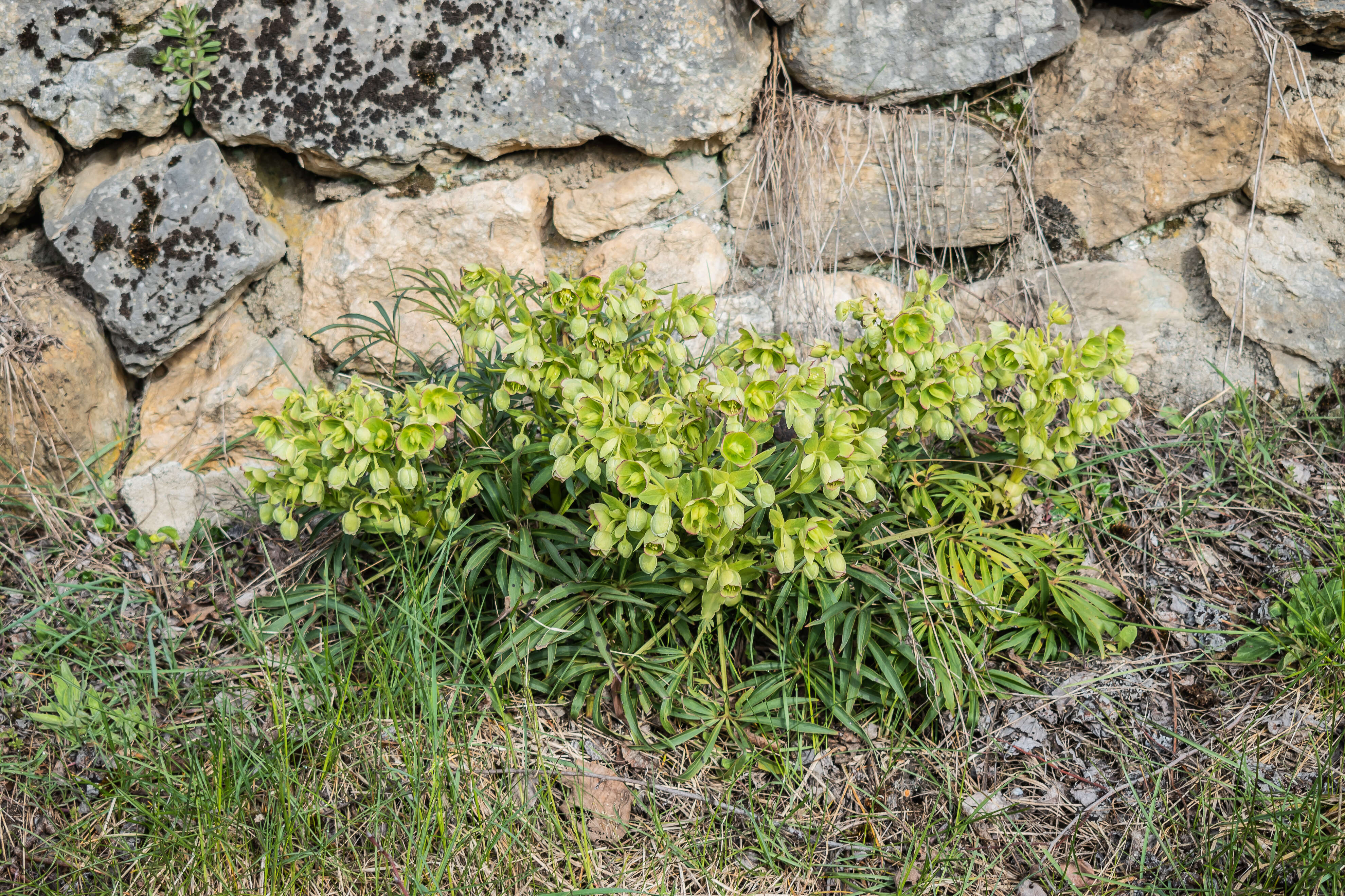 Image of Stinking Hellebore