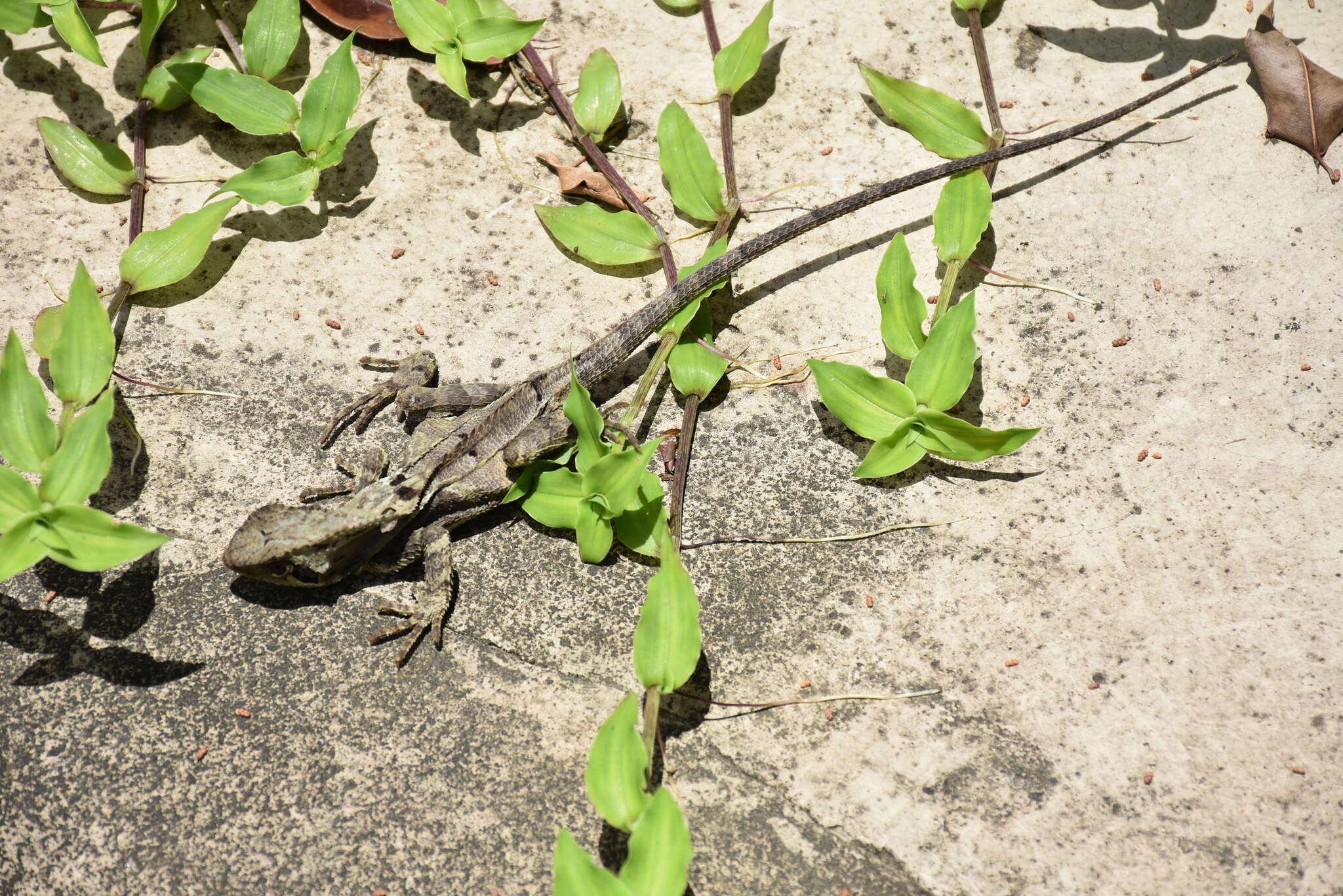 Image of Keeled Helmeted Basilisk