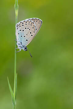 Image of Phengaris arion