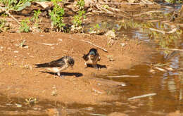 Petrochelidon nigricans (Vieillot 1817) resmi