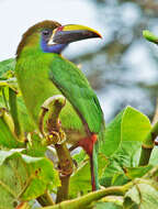 Image of Blue-throated Toucanet