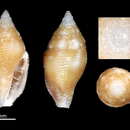 Image of Mitromorpha ambigua Chino & Stahlschmidt 2009