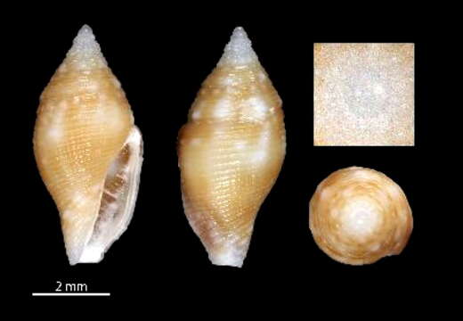 Image of Mitromorpha ambigua Chino & Stahlschmidt 2009