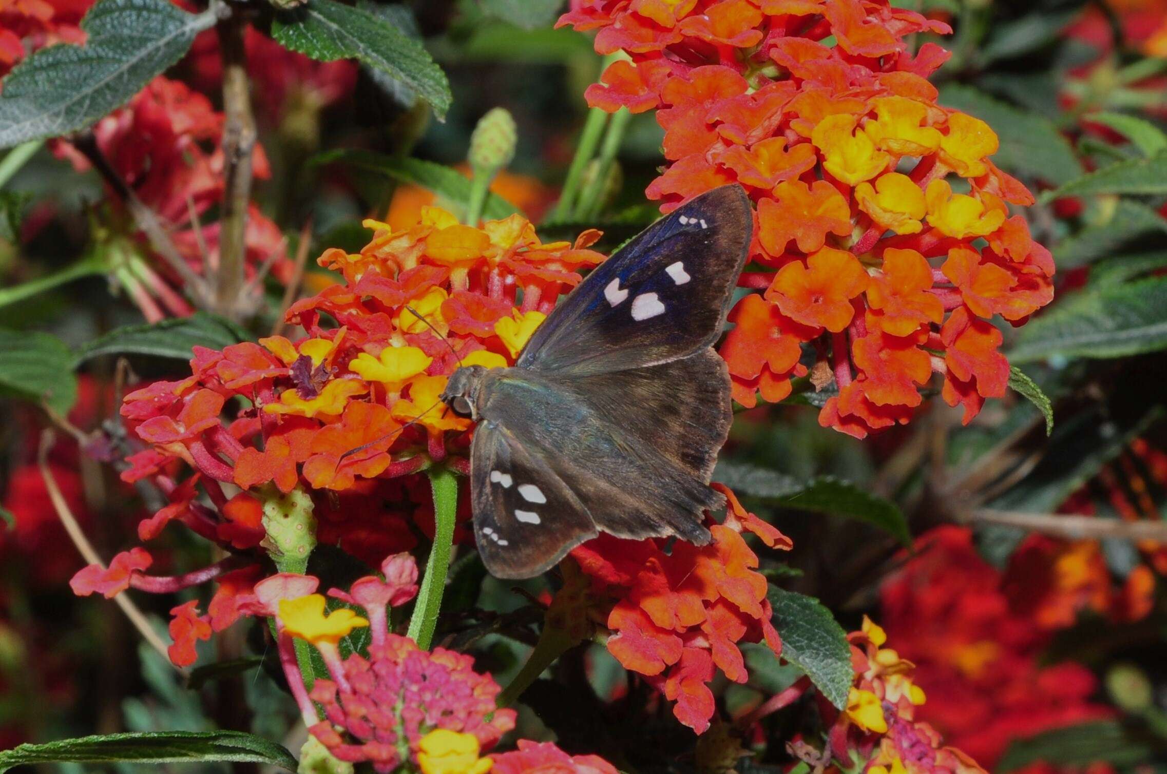 Image of Hammock Skipper