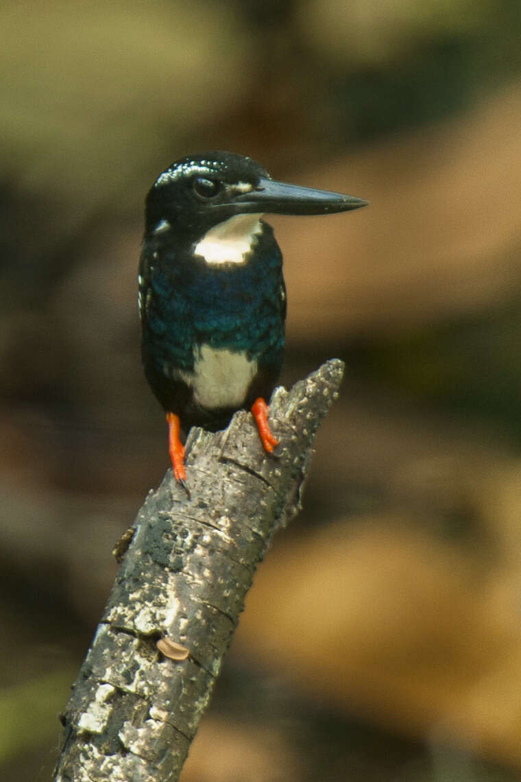 Image of Southern Silvery Kingfisher