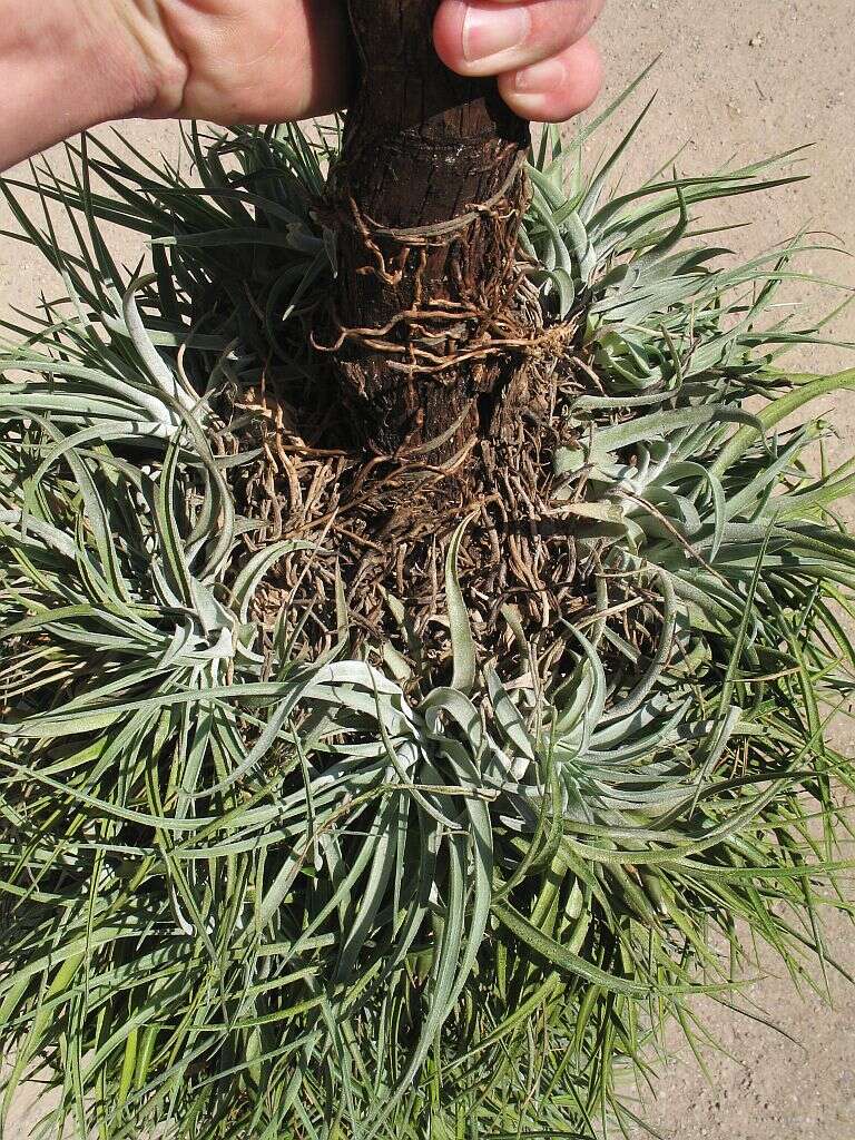 Imagem de Tillandsia kammii Rauh