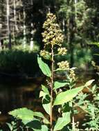 Image of willowleaf meadowsweet