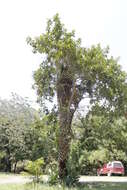 Ficus cotinifolia Kunth的圖片