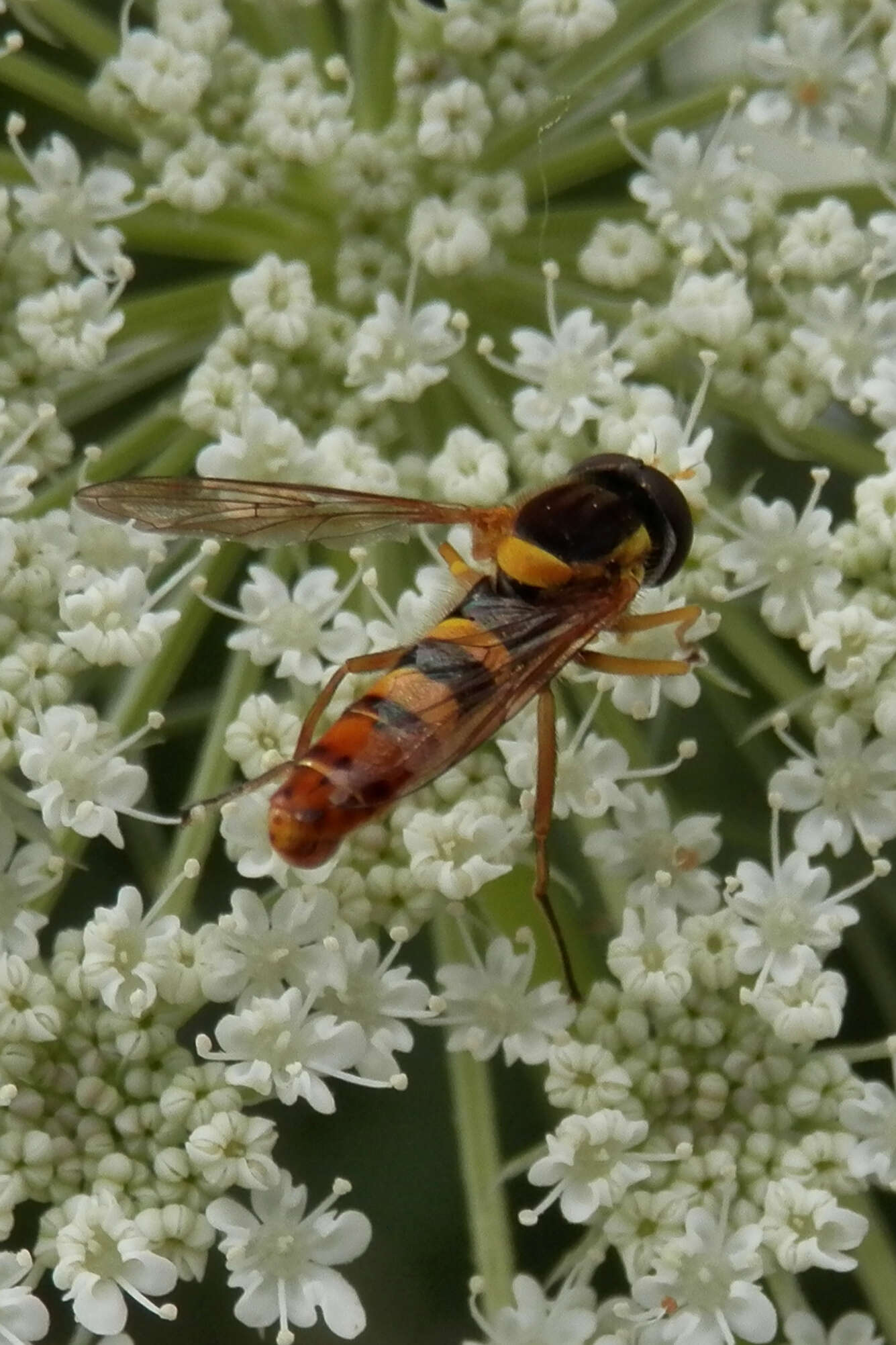 Image of Sphaerophoria philanthus (Meigen 1822)