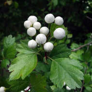 Image of Midland Hawthorn