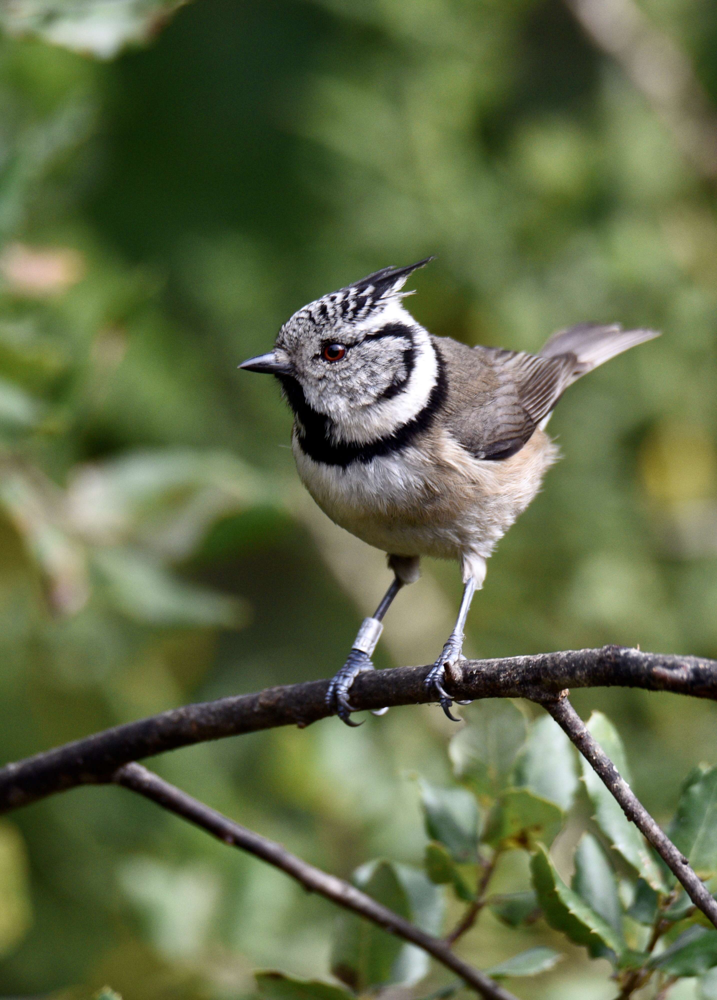 Image of Lophophanes Kaup 1829