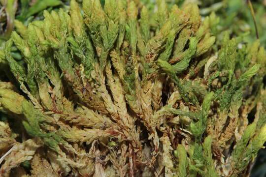 Image of turgid aulacomnium moss