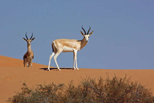 Image of Gazella marica Thomas 1897