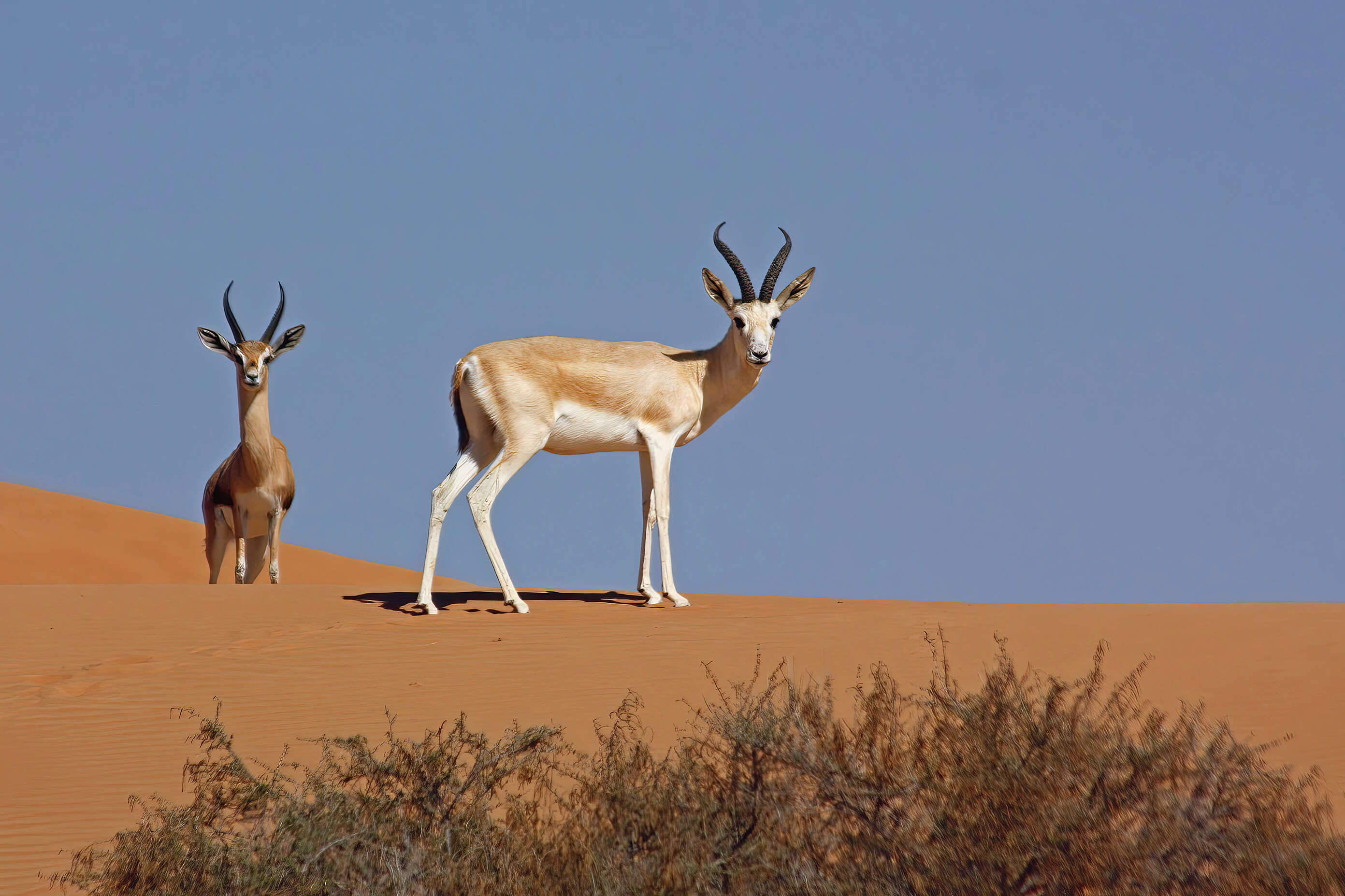 صورة غزال الرمل العربي - غزال الريم